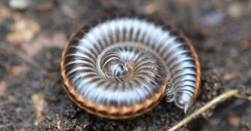 Réf. 333 277 : Ommatoiulus sabulosus